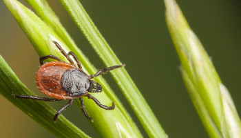 Tick-borne Infections