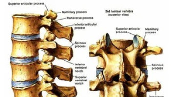 Low back pain Outcome Improvement Activity